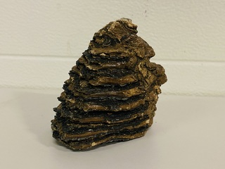 Mammoetkies (Wolharige)