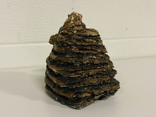 Mammoetkies (Wolharige)