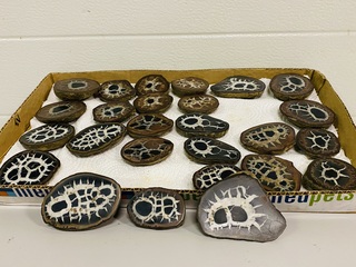 Ca. 13x Septarie paartjes