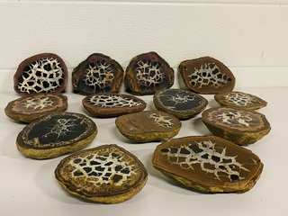 7x Septariepaartjes groot