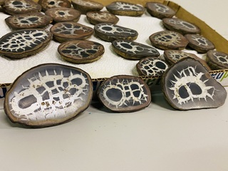 Ca. 13x Septarie paartjes