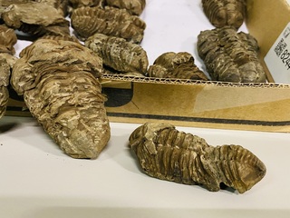 Ca. 18x Trilobiet fossiel