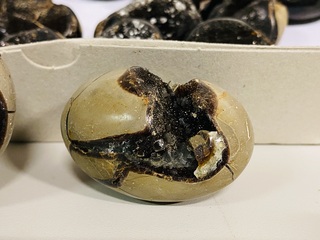 Ca. 20x Wilde septarie geodes (handsteen), bruin/geel