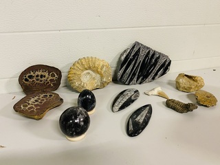Set diverse fossielen in houten kist