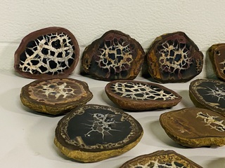 7x Septariepaartjes groot