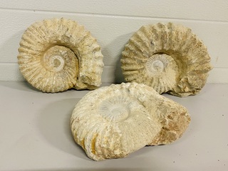 3x Ammoniet ruw