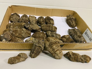 Ca. 18x Trilobiet fossiel