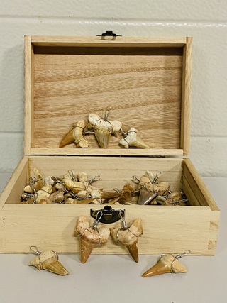 Ca. 50x Haaientand hangers