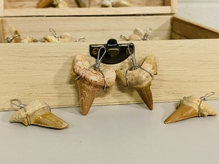 Ca. 50x Haaientand hangers