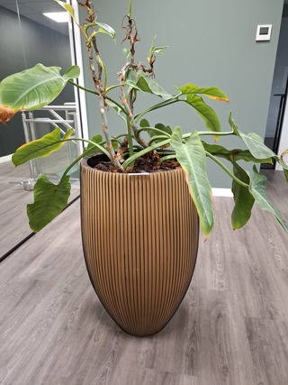 2x Plant in pot