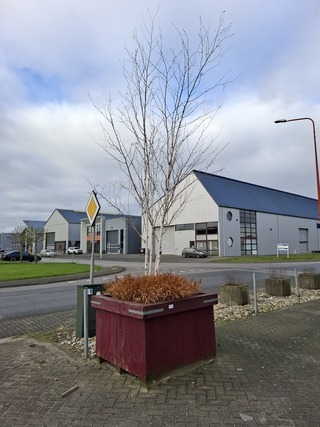 3x Plantenbak met berkenboom