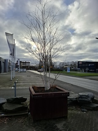 3x Plantenbak met berkenboom