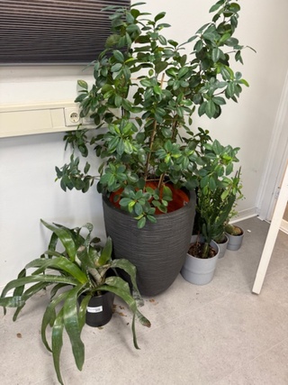 partij Planten in pot