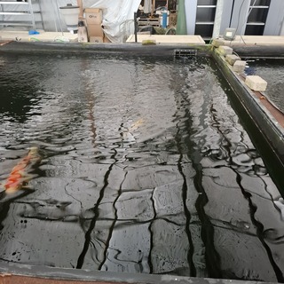 Ca. 30x Koi karper 1x steur