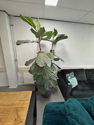 partij Planten in pot