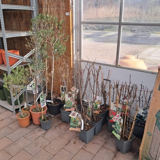 Partij planten en bomen