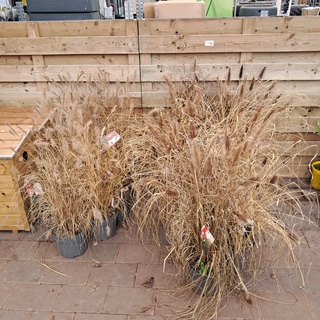 Partij planten Kwekerij Van Diepen, Pennisetum