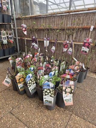 Partij rozenstruiken