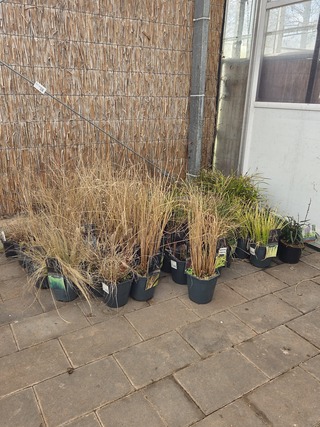 Partij planten