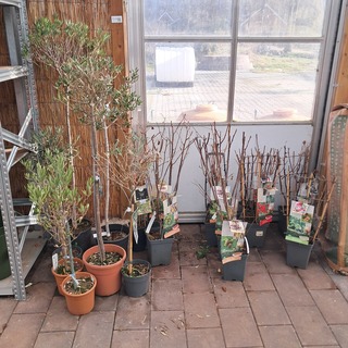 Partij planten en bomen