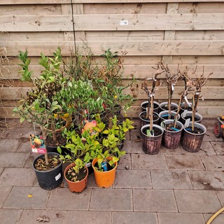 Ca. 23x Fruitboompjes