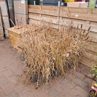 Partij planten Kwekerij Van Diepen, Pennisetum