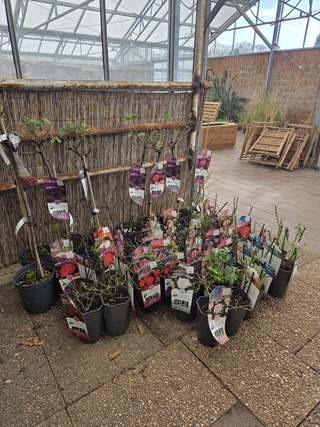 Partij rozenstruiken