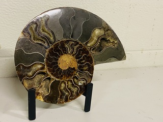 Ammoniet paar op metalen standaard