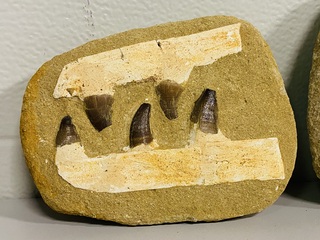 2x Mosasaurus kaken in matrix