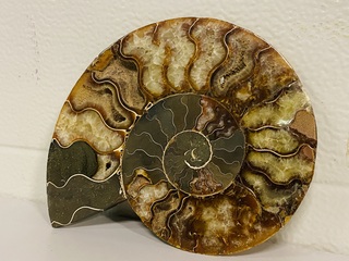 Ammoniet gepolijst