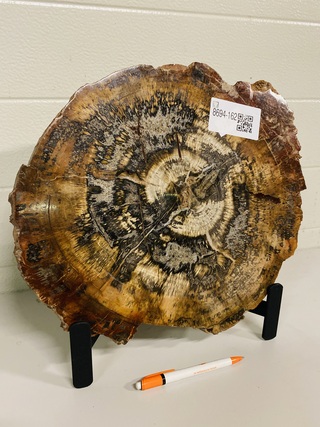 Versteend hout plak + standaard