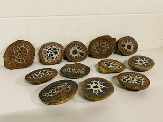 6x Septariepaartjes groot