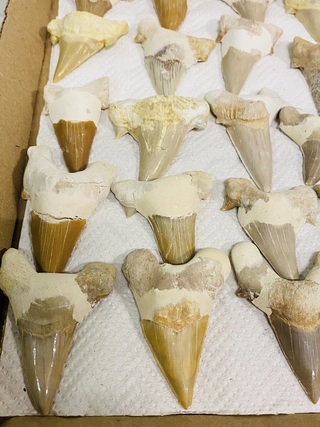 Ca. 35x Haaientand groot