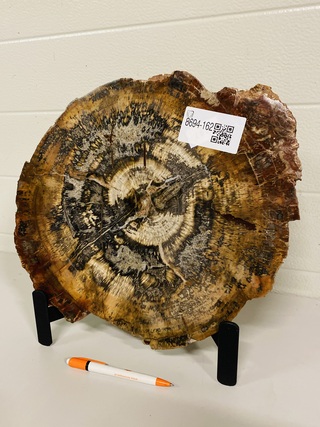 Versteend hout plak + standaard