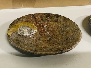 Ca. 12x Ammoniet schaaltjes