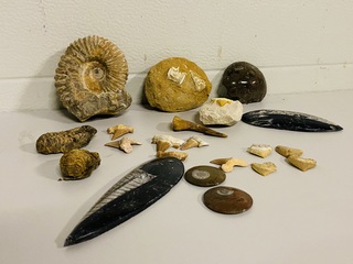 Ca. 20x diverse fossielen