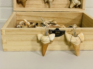 Ca. 50x Haaientand hangers