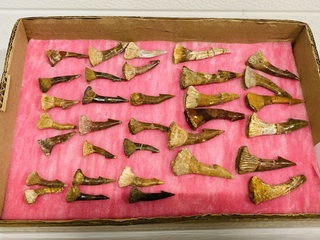 Ca. 33x Onchopristis tand