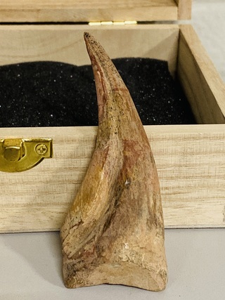 Spinosaurus klauw en tand