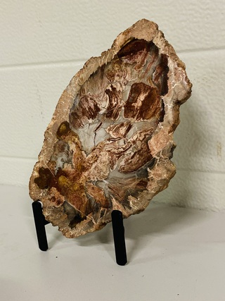 Versteend hout plak met standaard