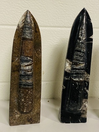 3 Orthoceras op standaard