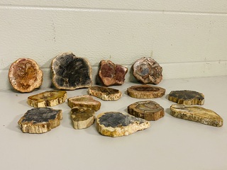 Ca. 14x Versteend hout plakken