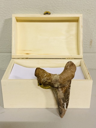 Otodus solokovi tand 8,6cm