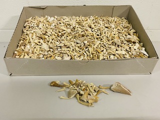 2x Kilo haaientanden ongesorteerd