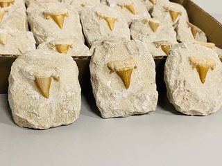 40 Haaientand in matrix