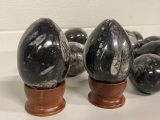 Ca. 16x Orthoceras ei