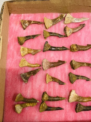 Ca. 33x Onchopristis tand