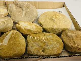 Ca. 11x Fossielen uit marokko