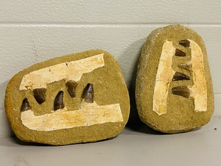 2x Mosasaurus kaken in matrix