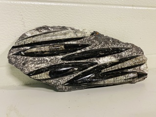 Plaat met orthoceras fossielen